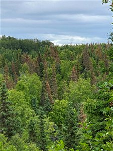 Spruce-beetle-damage-Kincaid-Park-Alaska