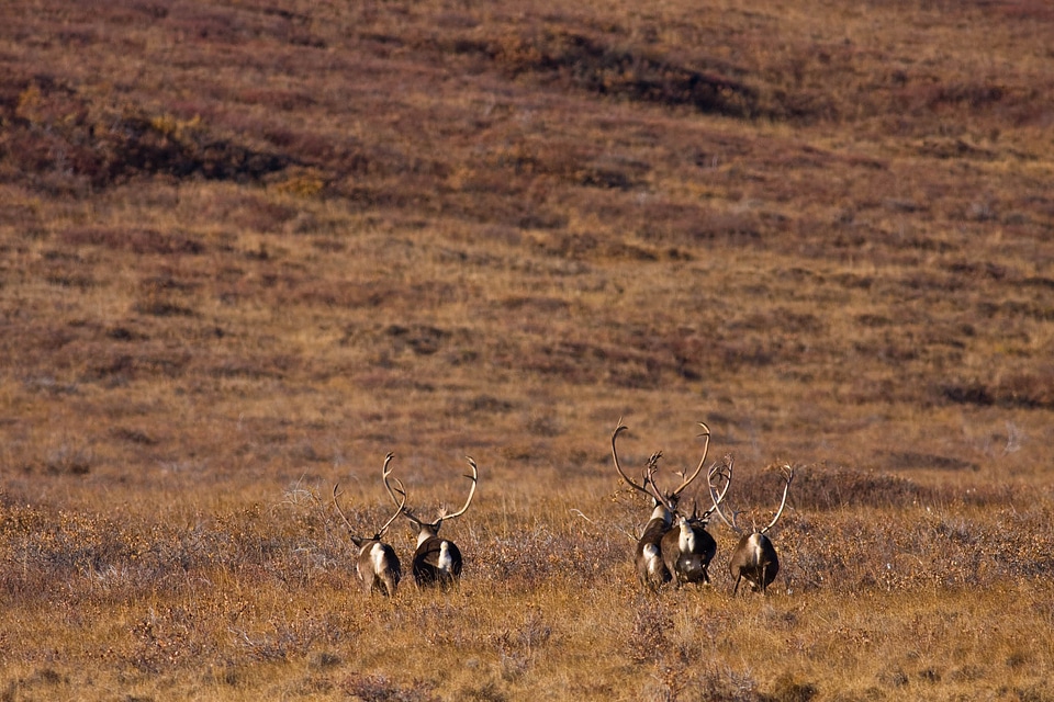Caribou on the landscape in Noatak National Preserve