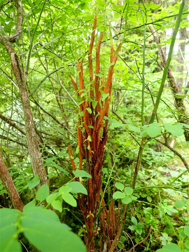 Huckleberry-broom-rust-Tongass-2