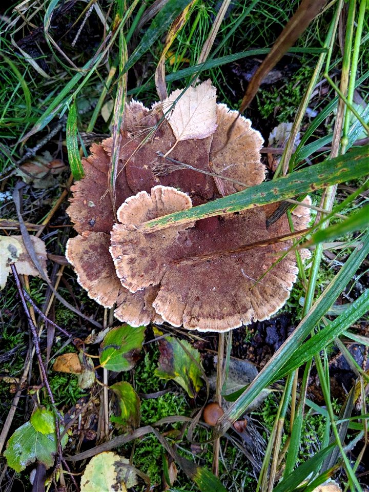 Onnia-tomentosa-2019-white-spruce-Kenai-NWR-Alaska