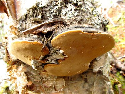 Phellinus-igniarius-conk_birch_Alaska_LoriWinton_01