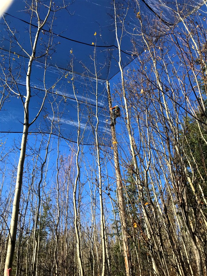Aspen-running-canker-shade-cloth-experiment-BonanzaCreek-Alaska