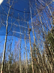 Aspen-running-canker-shade-cloth-experiment-BonanzaCreek-Alaska