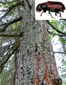 Spruce-beetle-Dendroctonus-rufipennis-identification-aid-Alaska