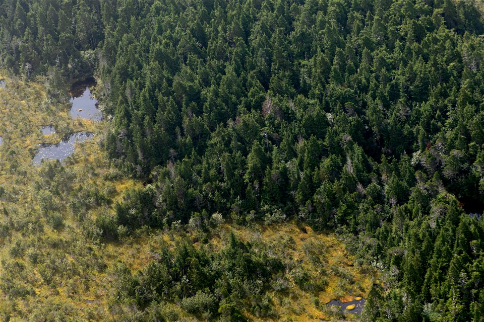 Yellow_cedar_mortality_Glacier_Bay_National_Park