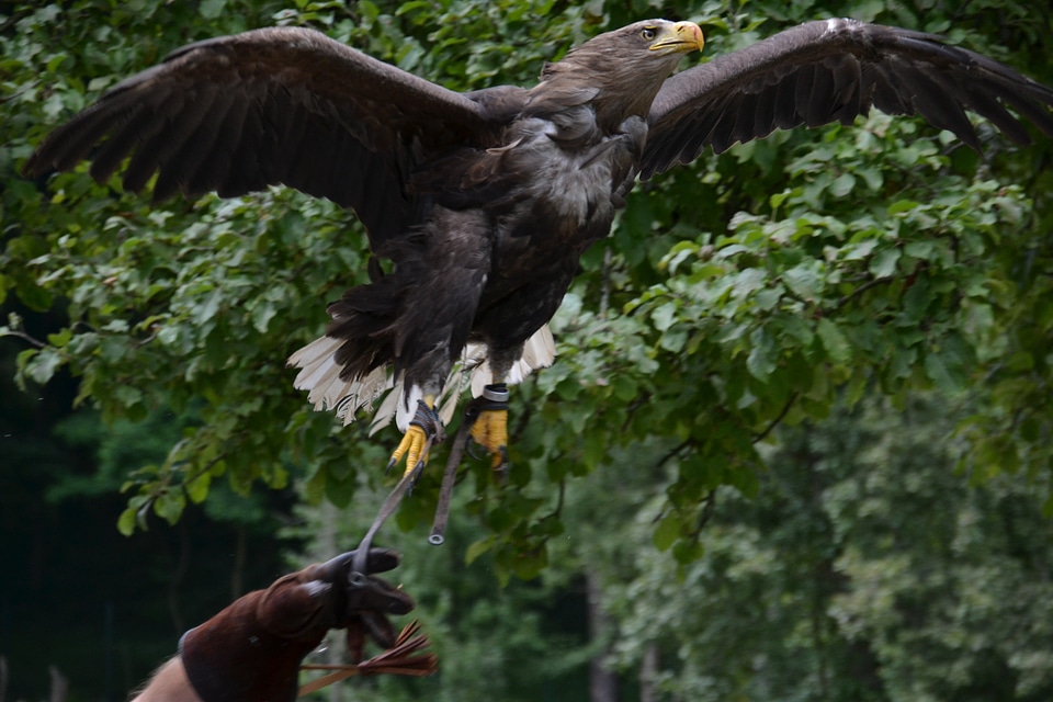 Predator bird training