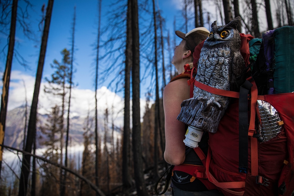 Hiker With Backpack Descends Mountain Trail