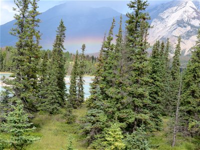 Jasper Rainbow