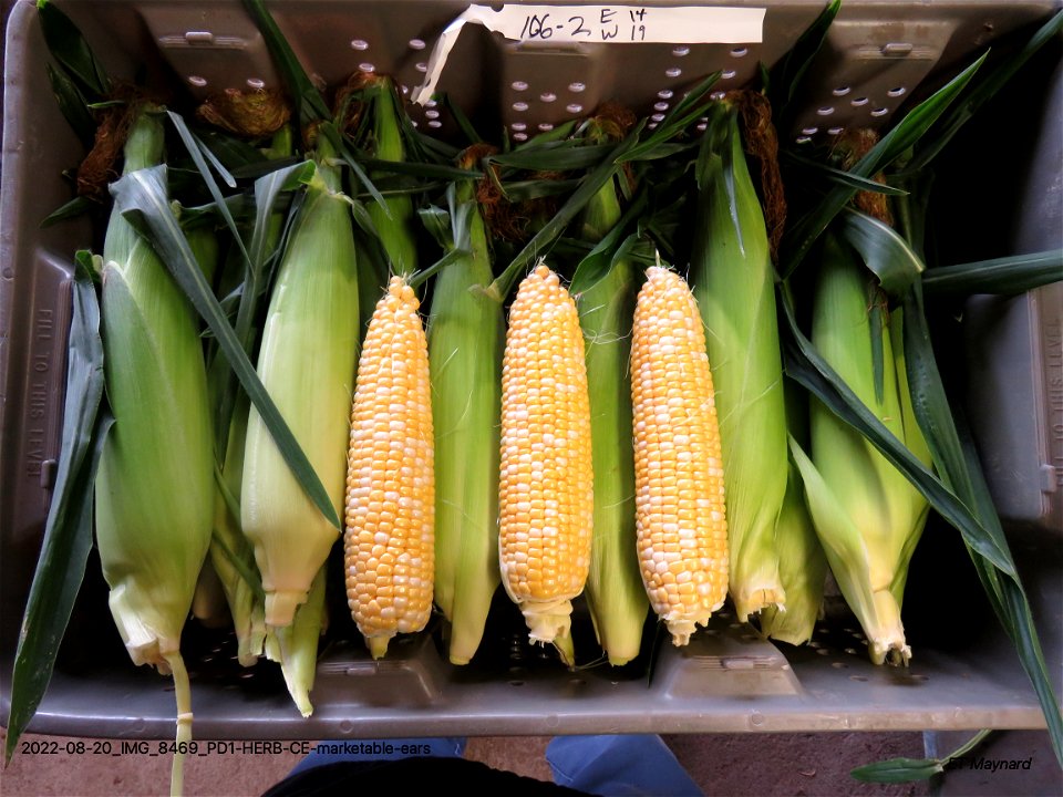 PD1-HERB-CE-marketable-ears