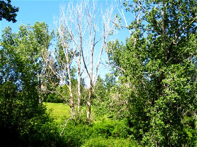 Life and Death of Trees