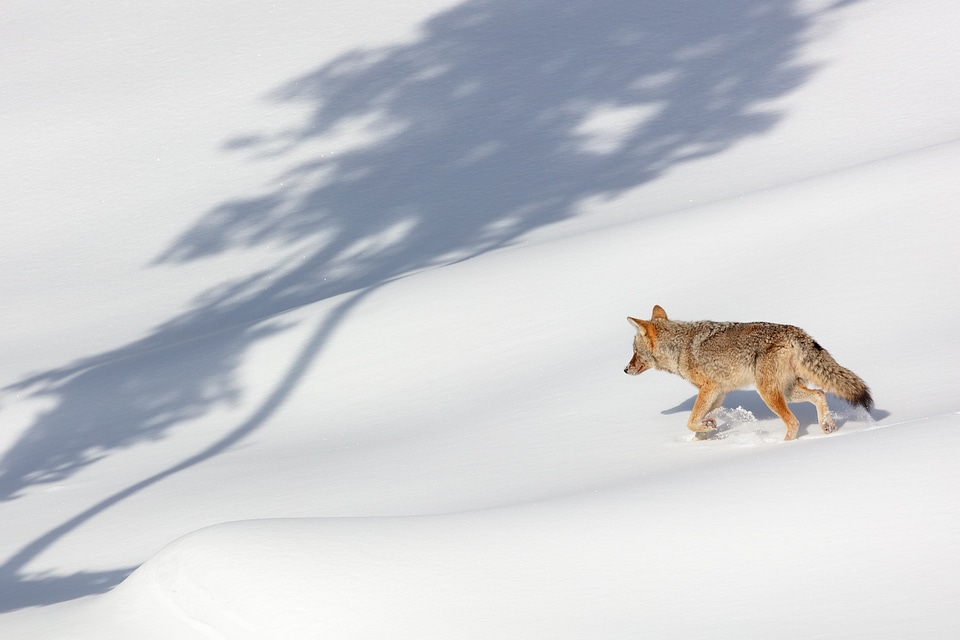 A coyote trots through the snow looking for food
