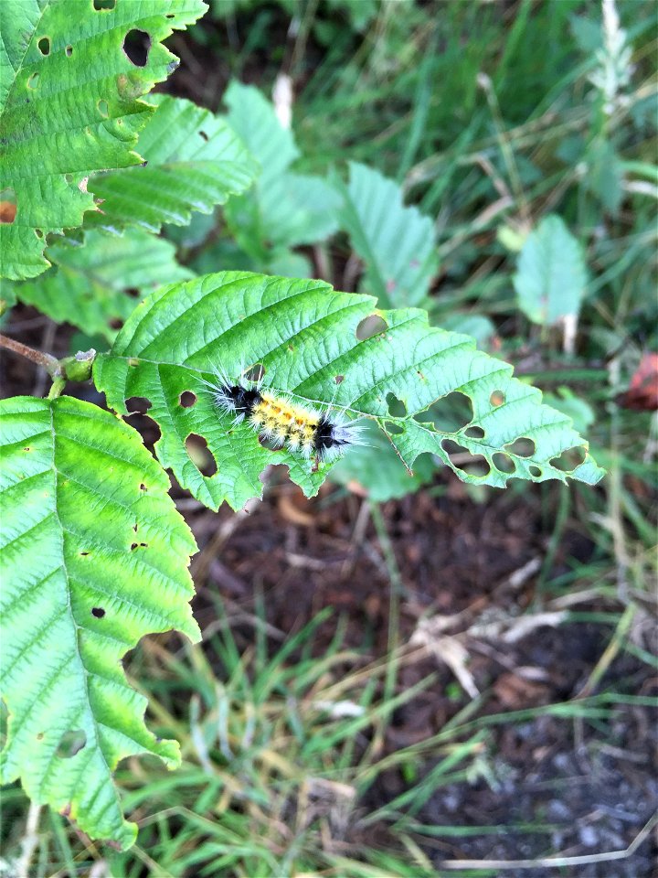 Alder-defoliators-spotted-tussock-moth-woolly-bear-Tongass