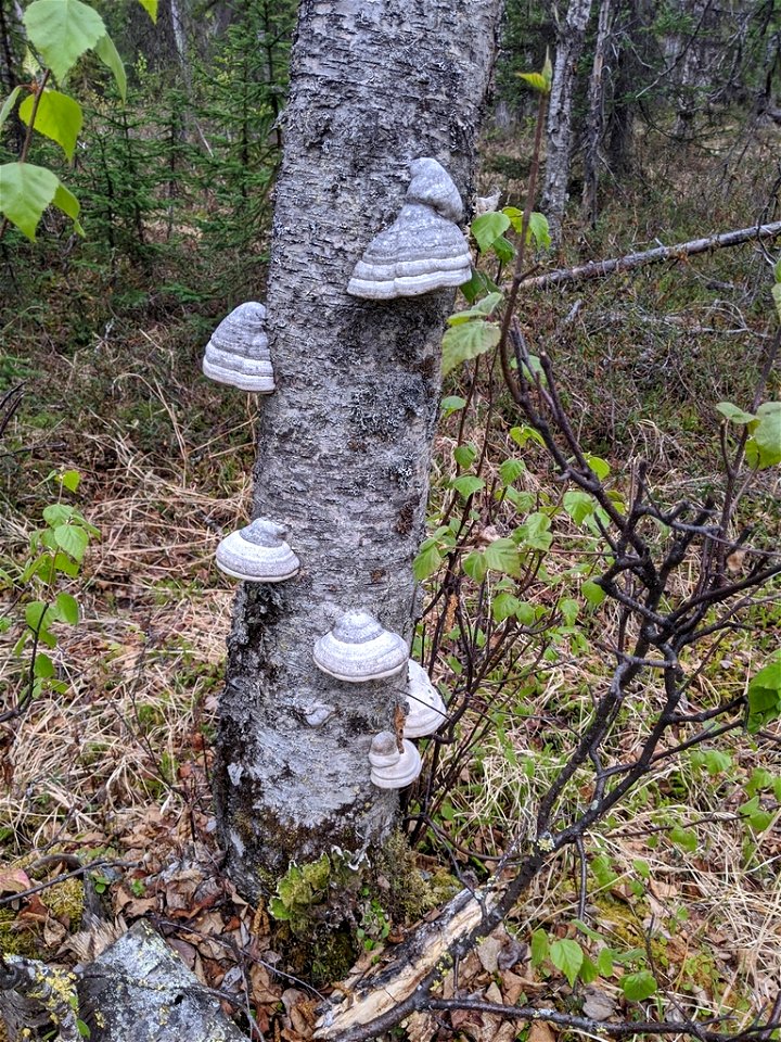 Fomes-fomentarius-on-birch-Deshka-River-Alaska