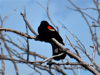 Red Winged Blackbird