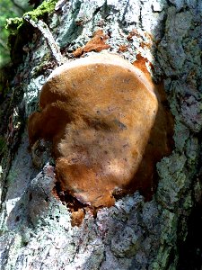 Phellinus-hartigii-AukeLk-Tongass-1