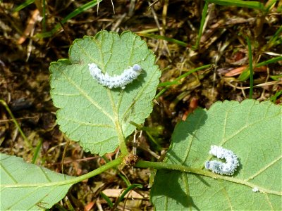 Alder-defoliation-woolly-alder-sawfly-Tongass