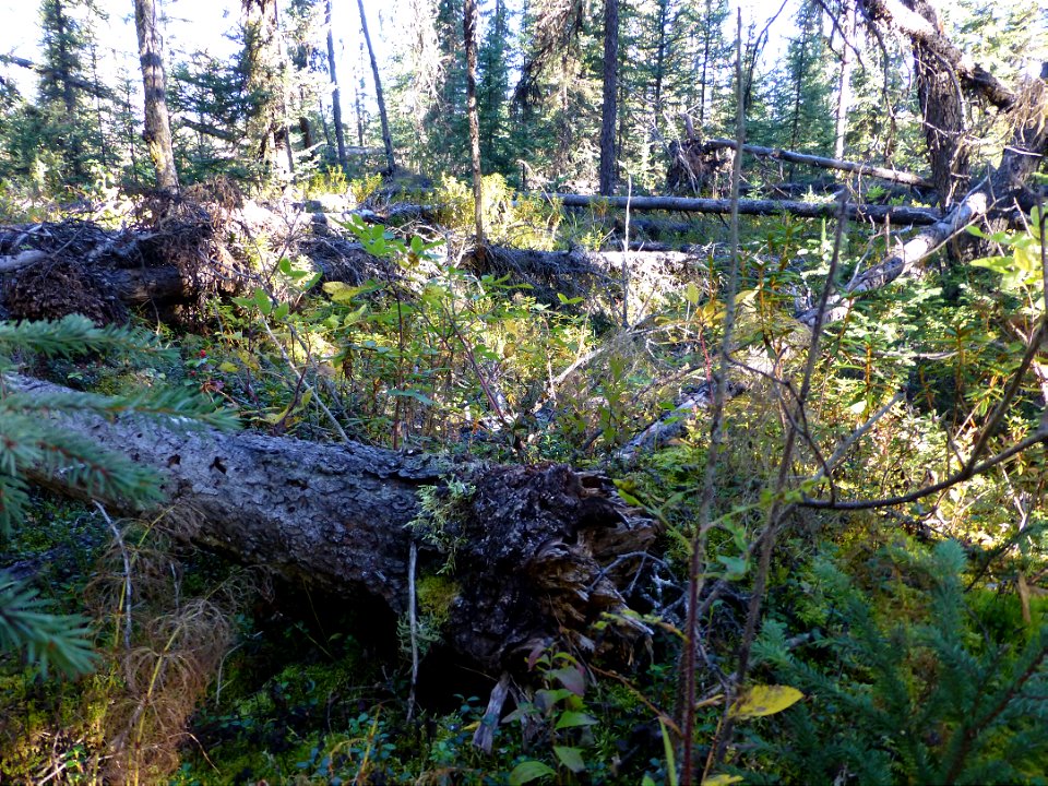 Spruce-tomentosus-root-disease-center-Alaska