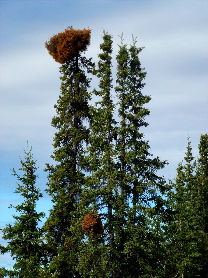 Spruce-broom-rust-Alaska-2