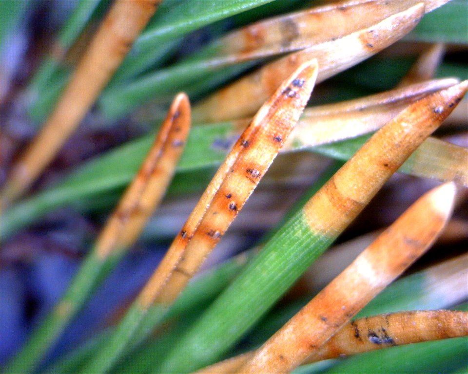 Dothistroma-needle-blight-discoloration-and-fruiting-structures-Tongass-2