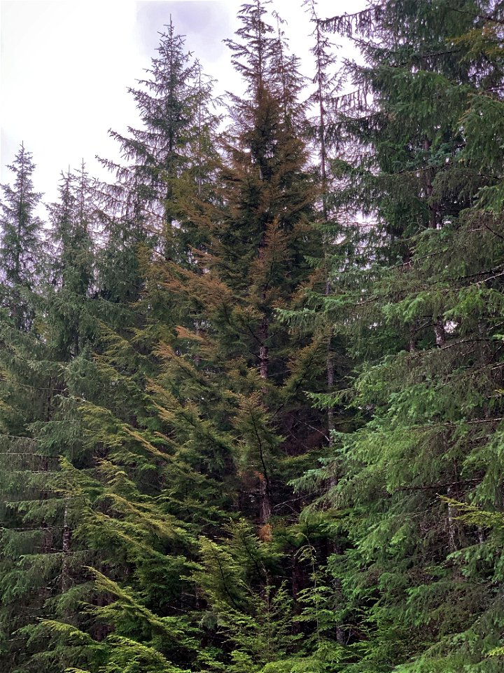 Western-blackheaded-budworm-feeding-damage-Tongass-2