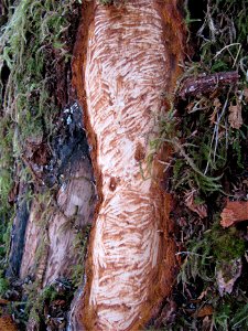 Porcupine-wound-teeth-marks-Tongass photo
