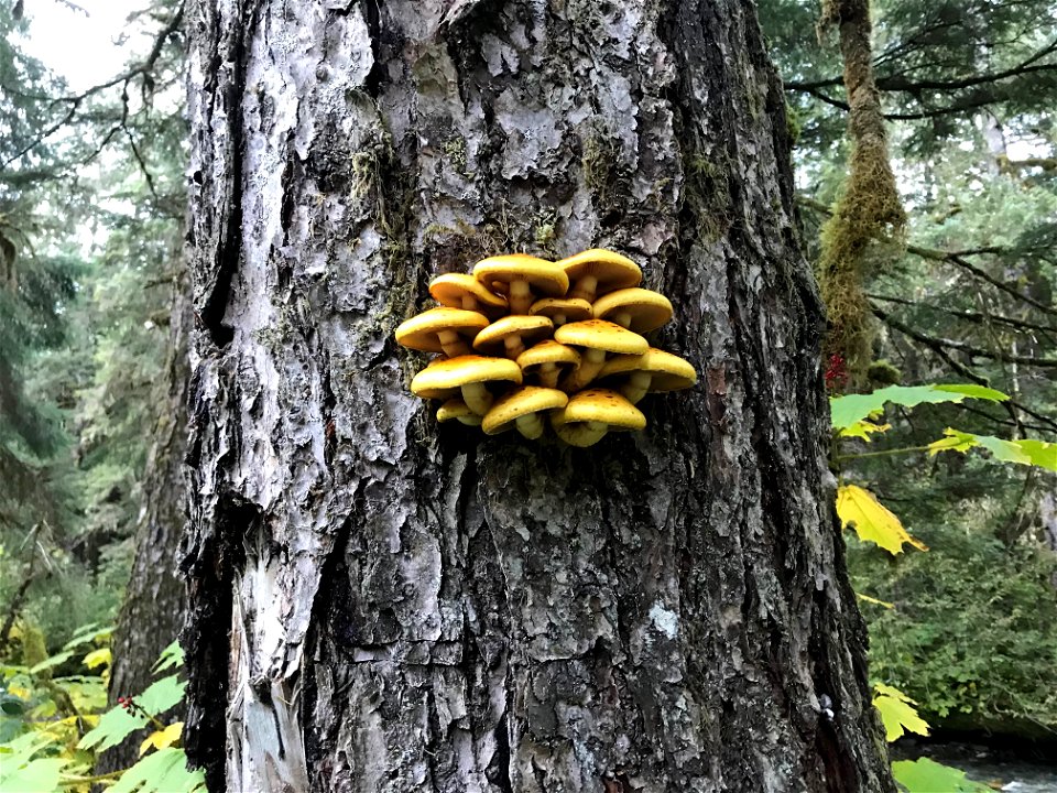 Pholiota-on-live-wounded-spruce-Montana-Creek-Juneau_TongassNF__RobinMulvey_01