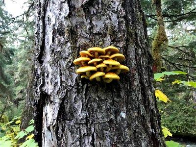 Pholiota-on-live-wounded-spruce-Montana-Creek-Juneau_TongassNF__RobinMulvey_01