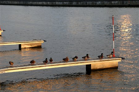 River ducks photo