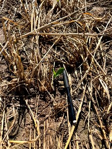 PD1-6DAS-HERB-STD-emerged