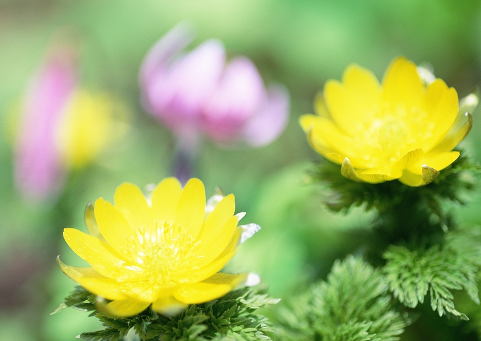Yellow wildflower close up