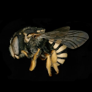 Macro of a Honey bee, Apis mellifer photo