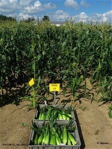 PD1-BARE-CE-harvest-r2