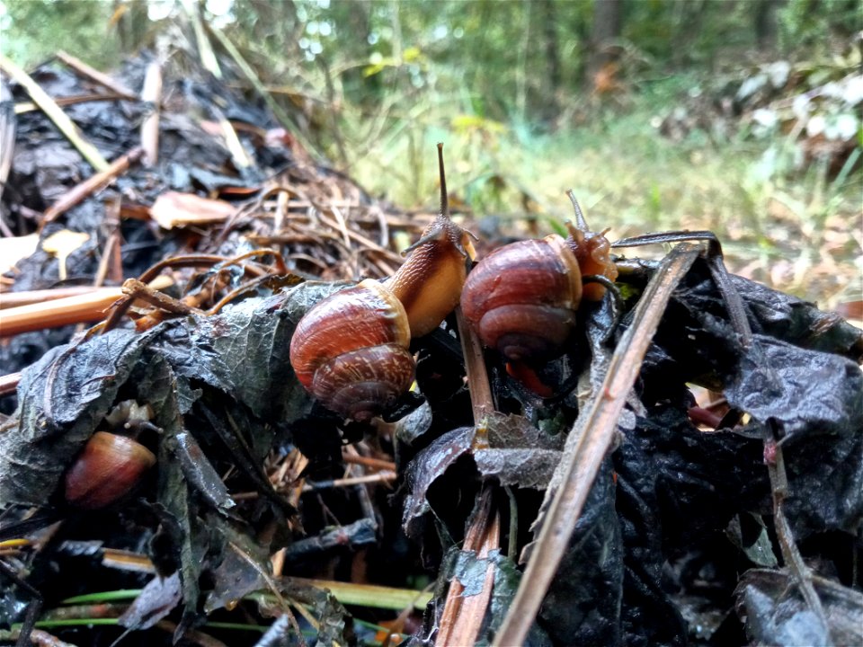 Snails
