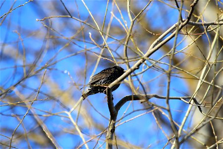 Starling