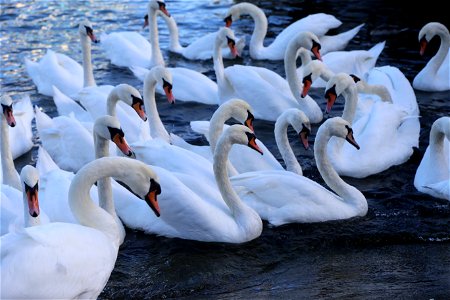 Swans photo