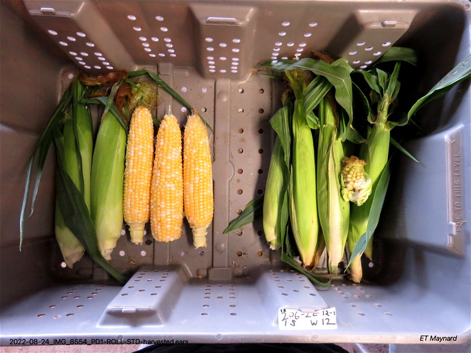 PD1-ROLL-STD-harvested ears