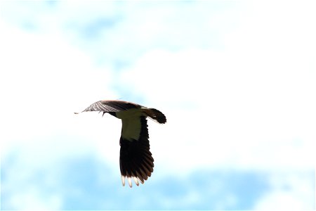 Lapwing photo