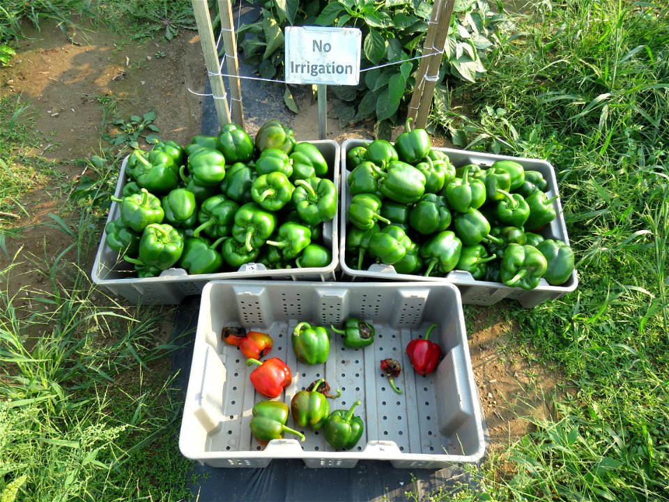 no-irr-2ndharvest