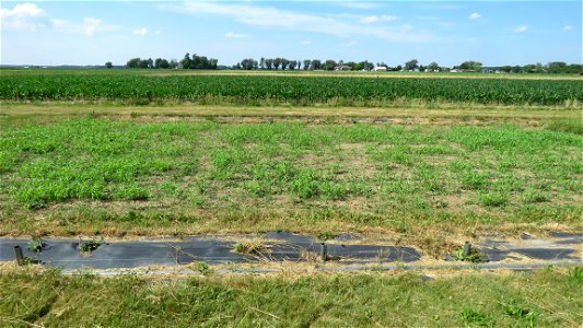 sorghum-sudangrass