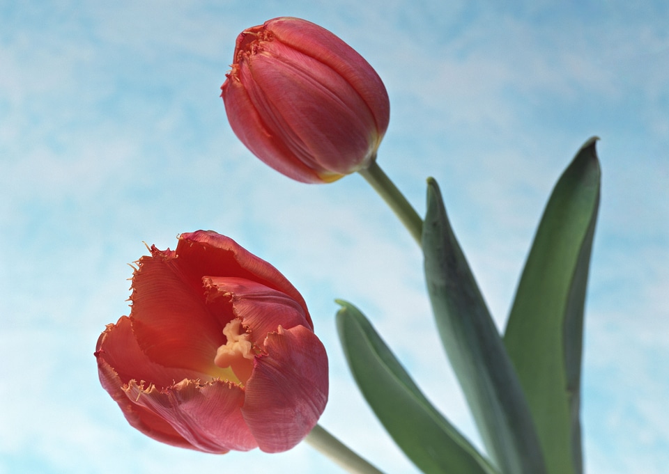 Two red tulip on sky color
