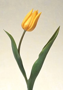One yellow tulip photo