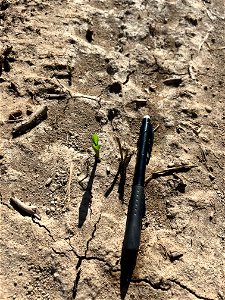 PD1-6DAS-BARE-CE-emerged