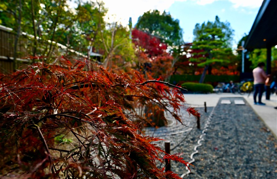 京都宇治平等院鳳凰堂 / Byodoin Hoohdo temple in Kyoto