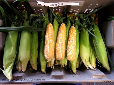 PD1-HERB-CE-harvested-ears