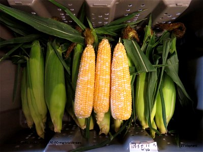 PD1-BARE-FC-marketable-ears
