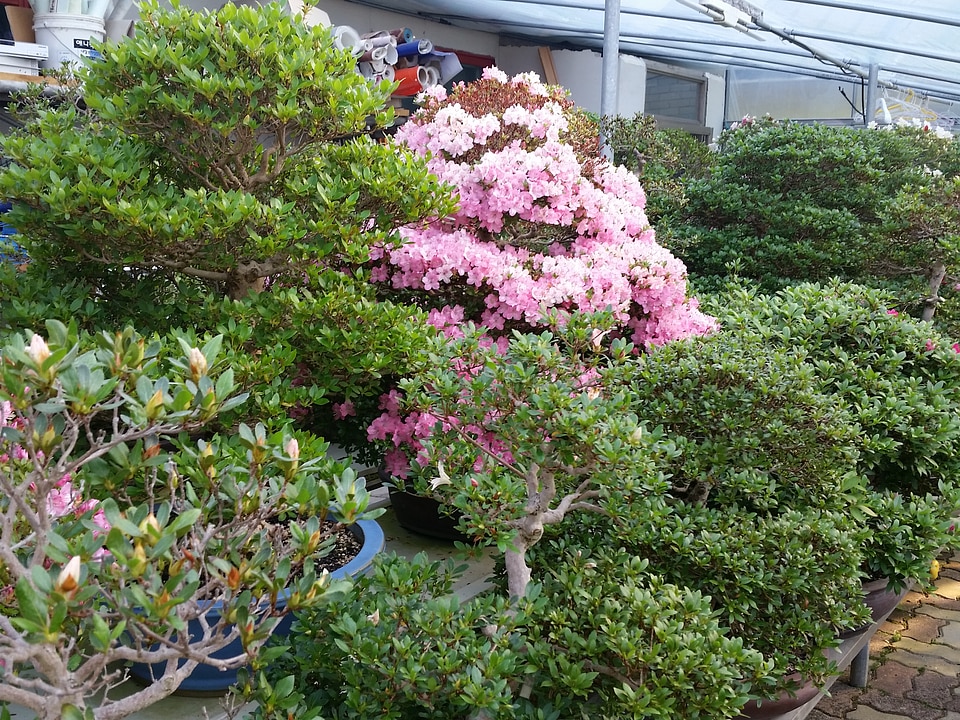 Advanced Japanese bonsai