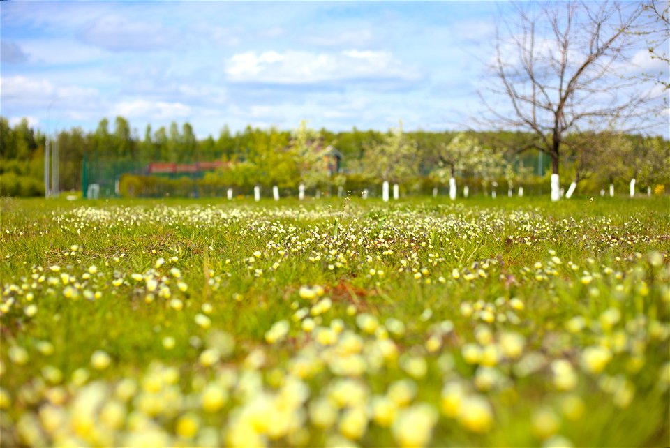 Meadow