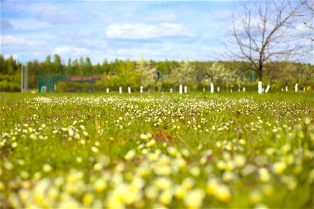 Meadow photo