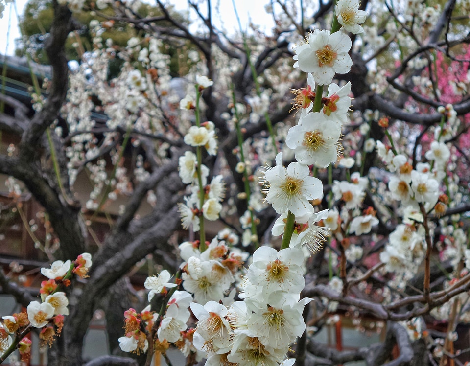 Beautiful Cherry Blossom or Sakura flower