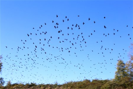 Flight photo